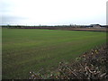 Young crop field towards Manor House Farm, East Cowton