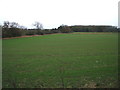 Crop field east of North Cowton