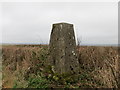 A hedge topping Triangulation Pillar near Berry Cross