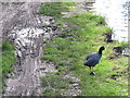 TQ1179 : Coot on muddy towpath, Southall by David Hawgood