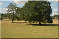 TL0057 : Oak tree near Radwell by N Chadwick