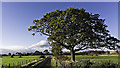 Tree next to minor road near Hill of Fearn