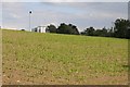 Field of maize