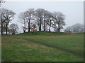 Trees on Pilmoor Hill