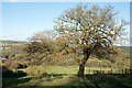 Lone tree in small enclosure