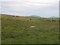 Sheep near Moorside