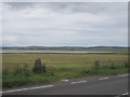 Barley near Stenness