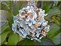 White Hydrangea