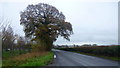 Oak tree by Frogfurlong Lane