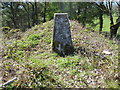 Woodland setting for Cilgwyn Platform Triangulation Pillar