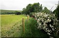 Roses by the path, Bowerchalke