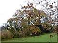 Autumn colour in a hedge by the River Coly