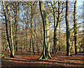 Elegant beech tree, Christmas Common, Oxfordshire