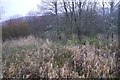 Wetland woods, Thirlstane Gardens