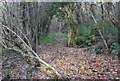 Footpath off Rhiw Syr Dafydd, Oakdale