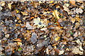 Fallen oak leaves, Ruff Wood, Ormksirk