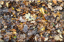 SD4207 : Fallen oak leaves, Ruff Wood, Ormksirk by Mike Pennington
