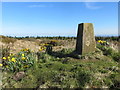 SN5459 : Daffodils, Forest and Triangulation Pillar at Trychrug by Peter Wood