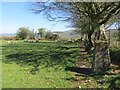 Hedge, Field, Sheep and Lambs enjoying Spring Sunshine at Ffinnant Uchaf Triangulation Pillar