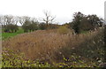 Route of the Wilts & Berks Canal near Longcot