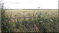 ND1363 : Barley near Carsgoe by Richard Webb