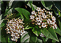 Laurel in bloom