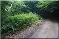 A clump of Himalayan balsam in Witcombe Wood