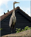 SP8738 : Heron next to the Grand Union Canal by Mat Fascione