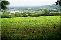 A maize crop above Great Witcombe