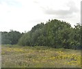 Rough ground south of Wigston Junction