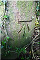 Benchmark on gatepost in roadside hedge near Oxen Close