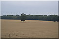 TQ8943 : Isolated tree by N Chadwick