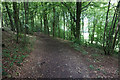 SO8814 : Path through Brockworth Wood by Bill Boaden