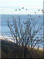 NZ4442 : Flock of goldfinches on the clifftop at Horden by Oliver Dixon