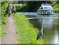 Heron on the towpath of the Grand Union Canal