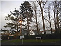 Trees on Magnaville Road, Bushey Heath