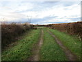 Lane near Pond Farm