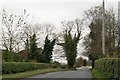 Ivy infested trees on Derryboye Road