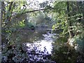 River Ash in Littleton (1)