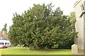 Yew in the Churchyard