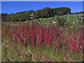 Autumn plants by Cotesfield Farm, High Peak Trail