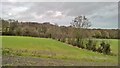 Looking towards Jordanthorpe Plantation