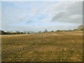 Tarrant Crawford, stubble field