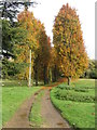 Stowe Landscape Gardens NT near Buckingham - Autumn colours on tree avenue