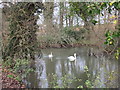 Swans on the Abbey Stream