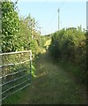 Field access track near Landlooe House