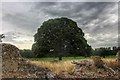 Tree in field