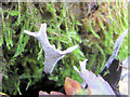 Stag Horn Fungus at College Lake