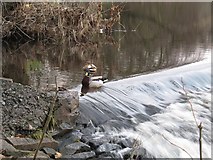 SD7335 : Ducks on a weir by Stephen Craven