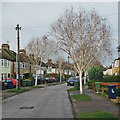 Silver birches in Langham Road